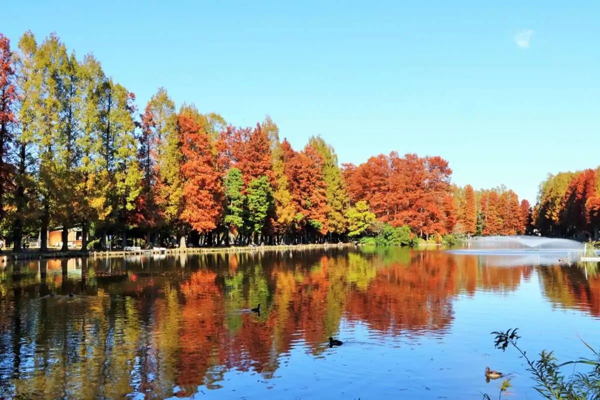 🌳 사이타마 시영 별소늪 공원(사이타마 시에이 벳쇼누마 코엔) 이미지 6